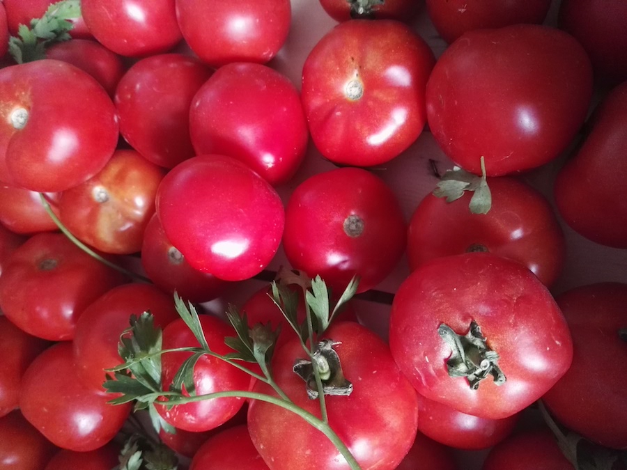 Le Bonheur est dans le Potager