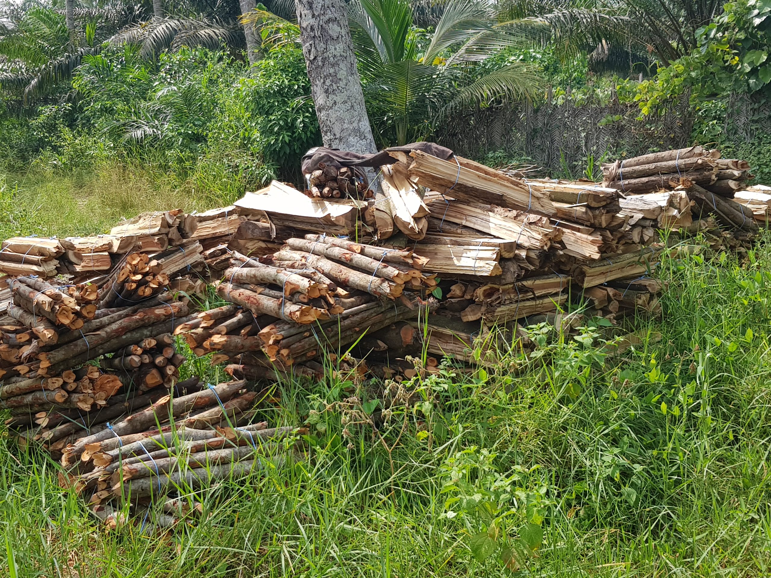 Le nouveau code Forestier Ivoirien